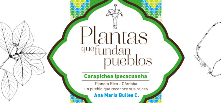 Carapichea ipecacuanha, el tesoro botánico de Planeta Rica Córdoba